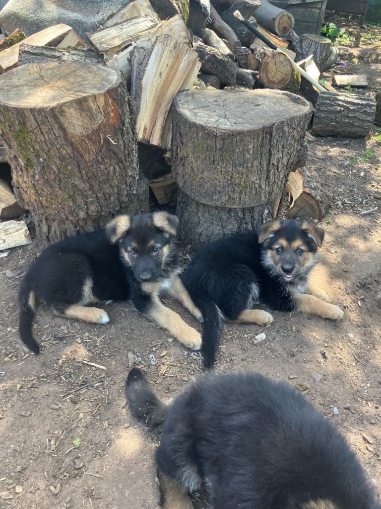 2 boys 1 girl left!! German shepherd pups 