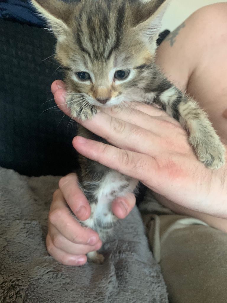 Tabby boy looking for hes for ever home 