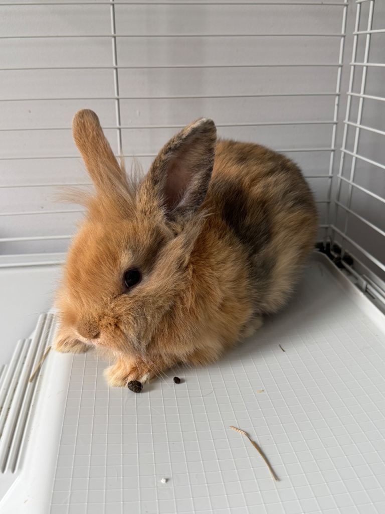 2 x Male Lionhead Rabbits