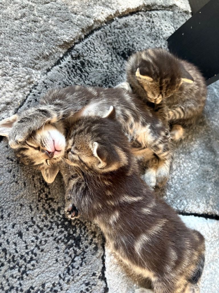 4 little boys