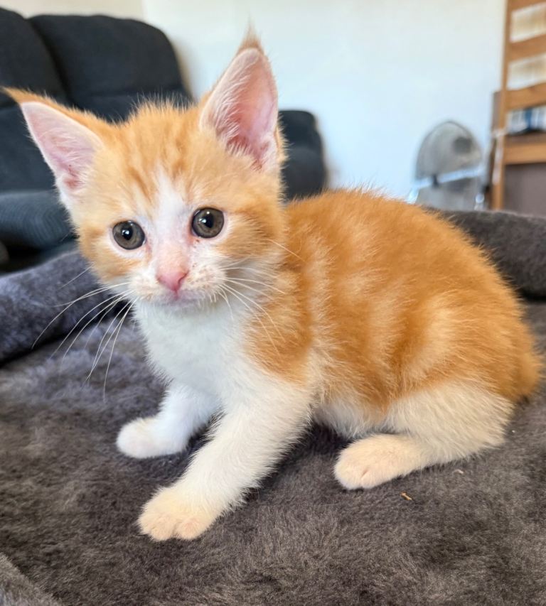 1 beautiful ginger boy 