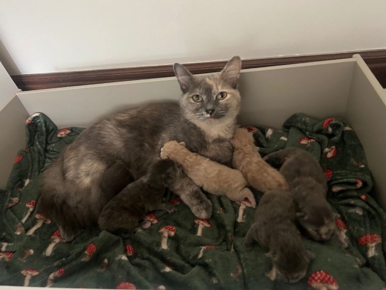 Stunning, 3/4 ragdoll kittens for 5 star homes