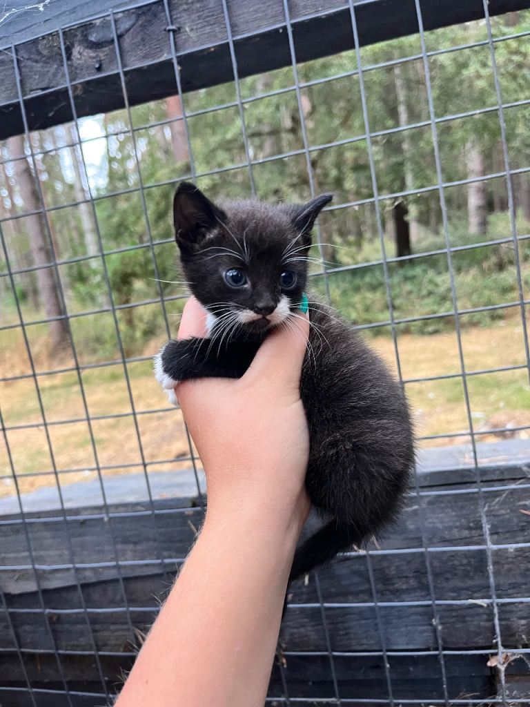 Mixed breed kittens 