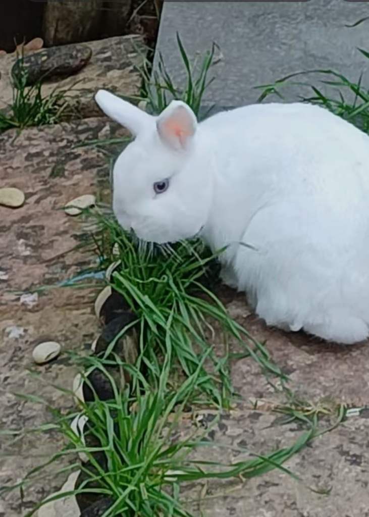 Beautiful boy Rabbits, Soft and cuddly, looking for loving home, collection only 