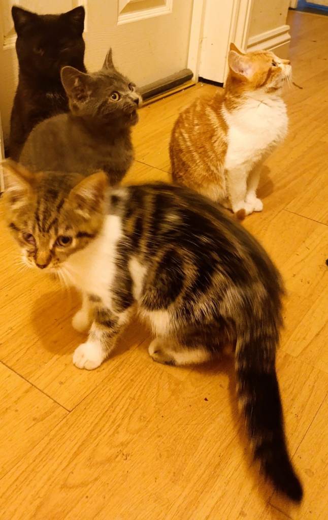 5 xSMALL CATS/KITTENS GREY£280,GINGER/WHITE £120, BLACK£80 ,TABBYWHITE/BROWN £80,TABBY BROWN BLACK50