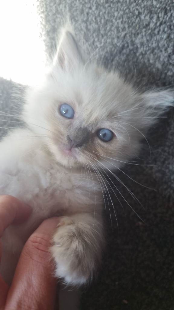 Ragdoll kittens