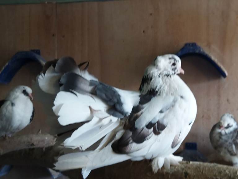 Fantail pigeons for sale 