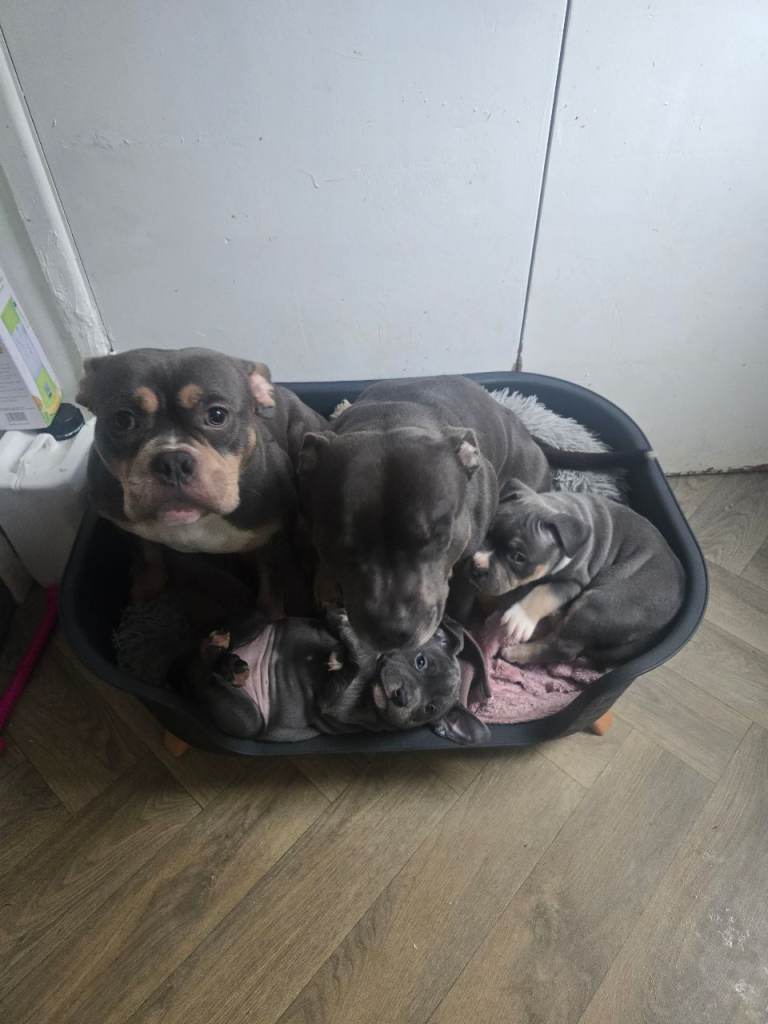 Grey and white puppy 