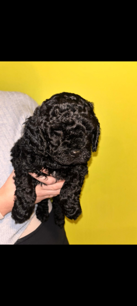 F1b Cockapoo puppies for sale 