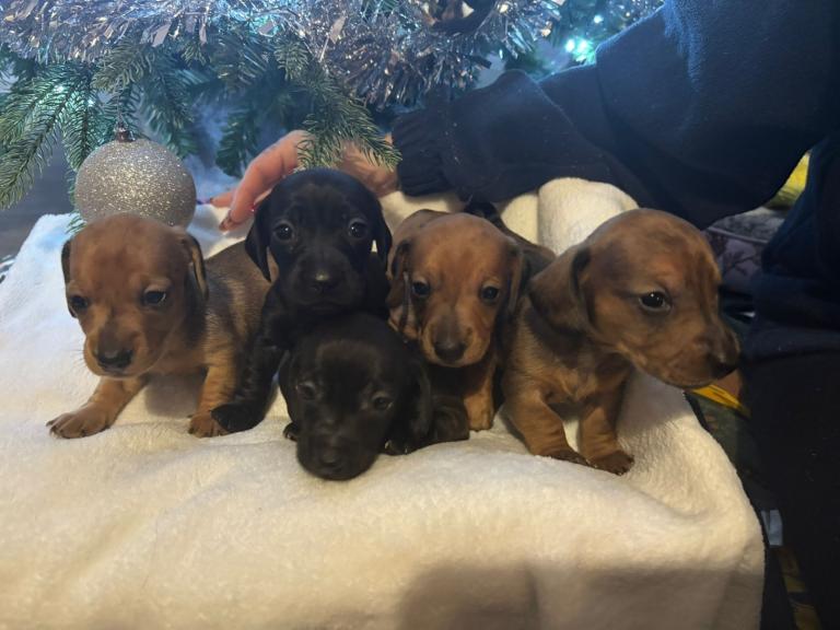 Miniature dachshunds 