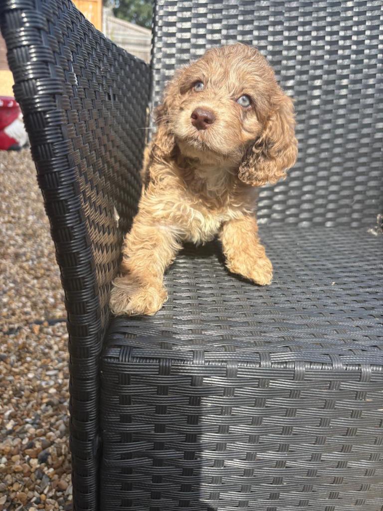 Cockapoo puppies