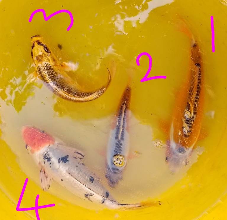 Koi carp