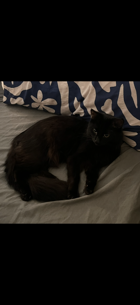 Lovely male cat looking for a caring home