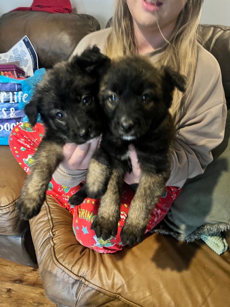 Belgium Mali x shepherd 