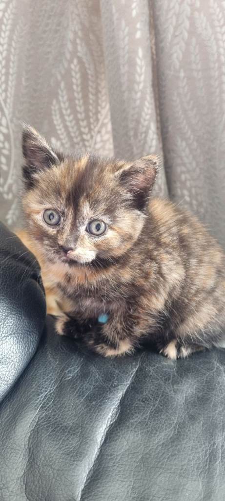 Kittens