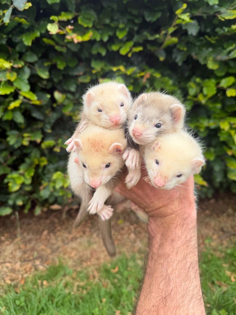 Ferrets 