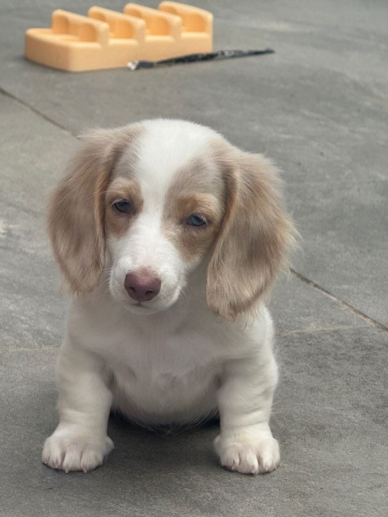 🌟2 left🌟 long haired dachshunds 1🩵1💕