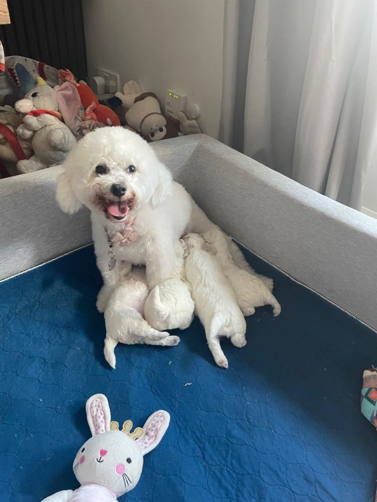 Bichon frise