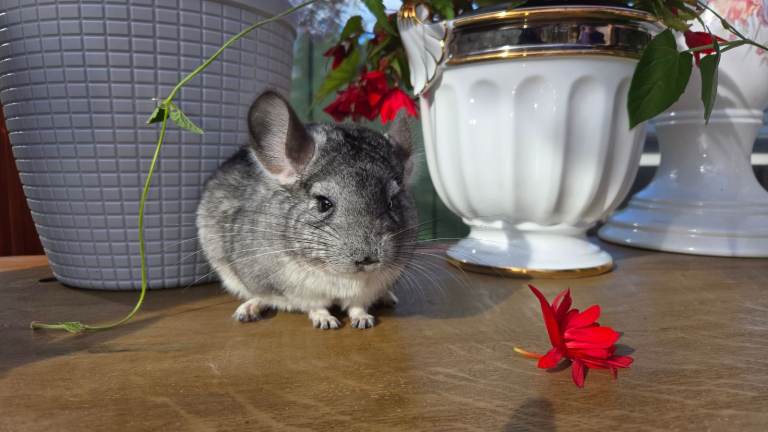 Standard Grey male Chinchillas are Ready for the New Beloved Home
