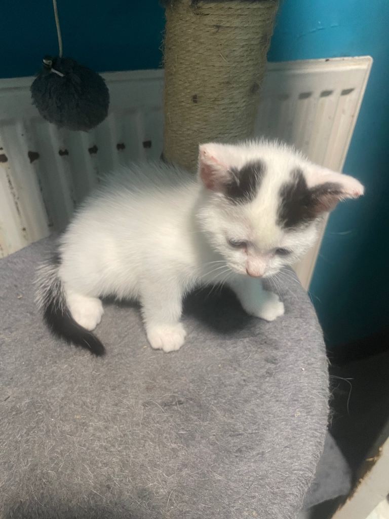 3 kittens ready to leave now 1 male and 2 famales
