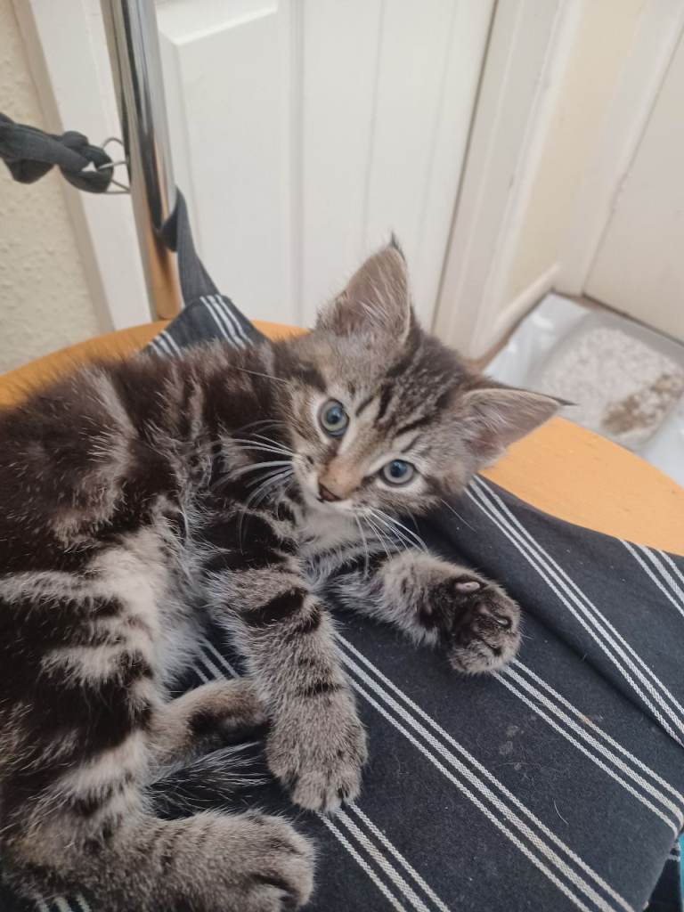 Gorgeous Male Toyger Tabby for Sale 