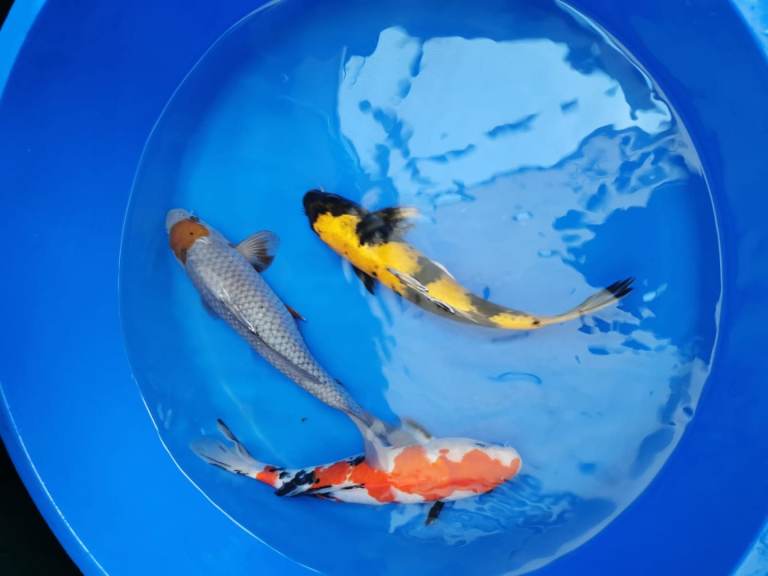 new High Grade Koi Carp 10/7/2026