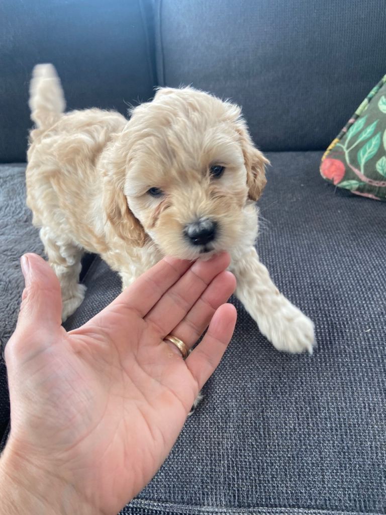 Golden cockapoo boy 