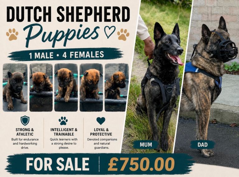 Dutch Herder Puppies for sale 