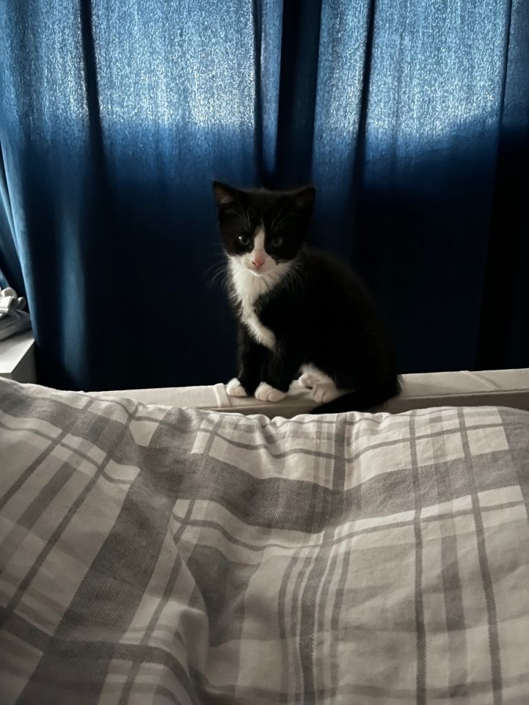 12 week old kitten 