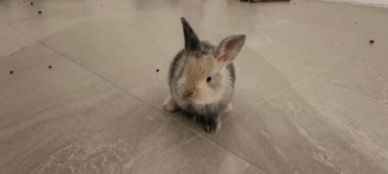Gorgeous Baby Rabbits Looking for a Lovely Home | in Milton Keynes ...
