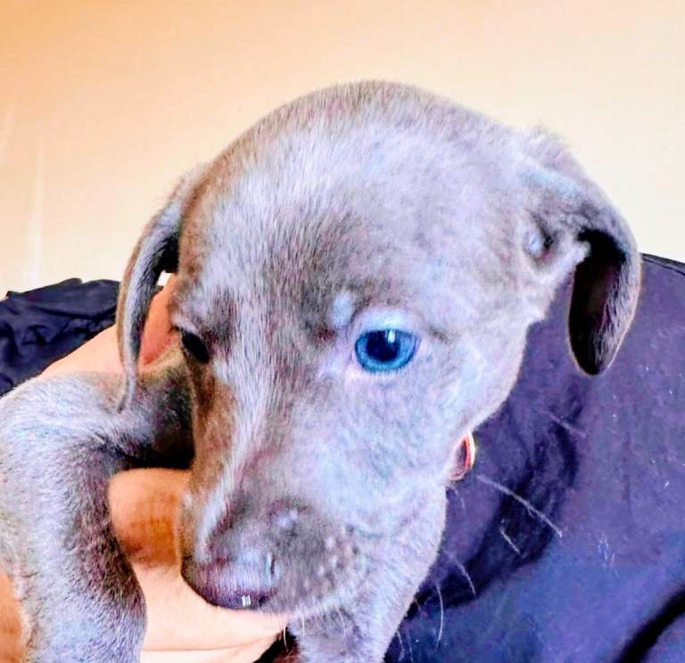 Whippet puppies 