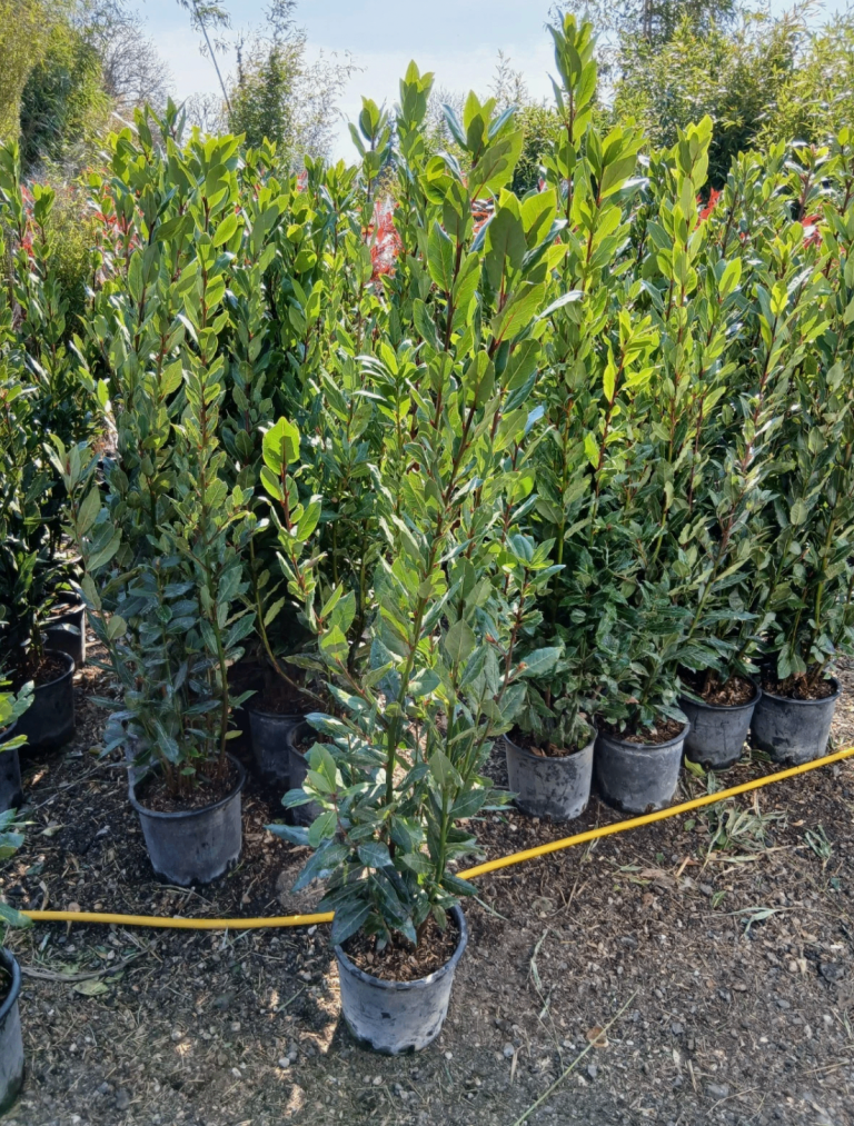 Bay tree 'Laurus nobilis' Cooking 140cm+/- Amazing Quality Hedging/Patio Plant