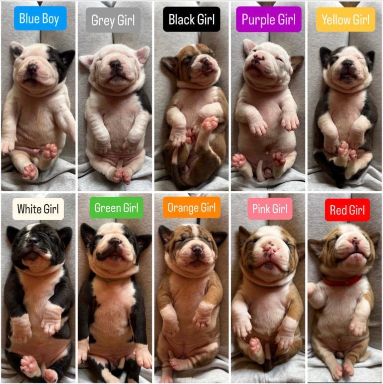 Old Tyme bulldog x American bulldog puppies 