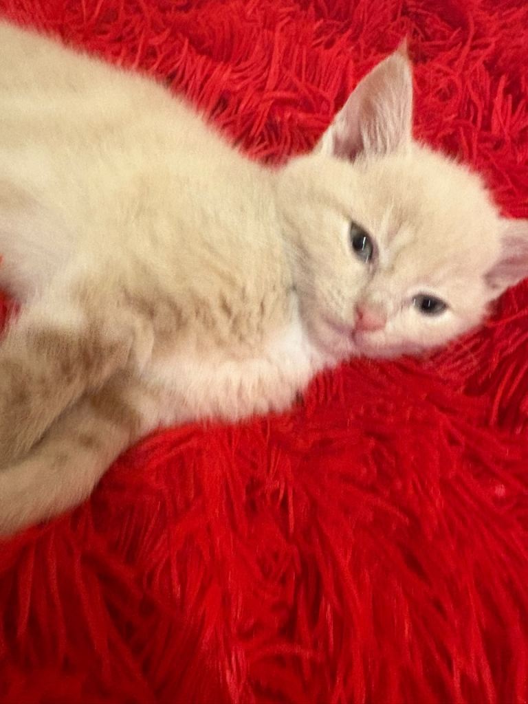 Last gorgeous cream kitten left!!🤍✨