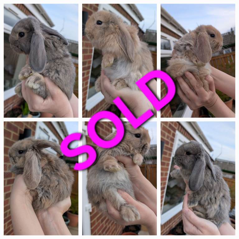 Giant French Lops- now all sold