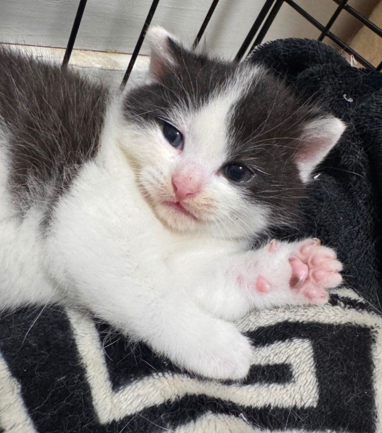 Last lil girl  looking for her forever home 🏡 in Bristol 
