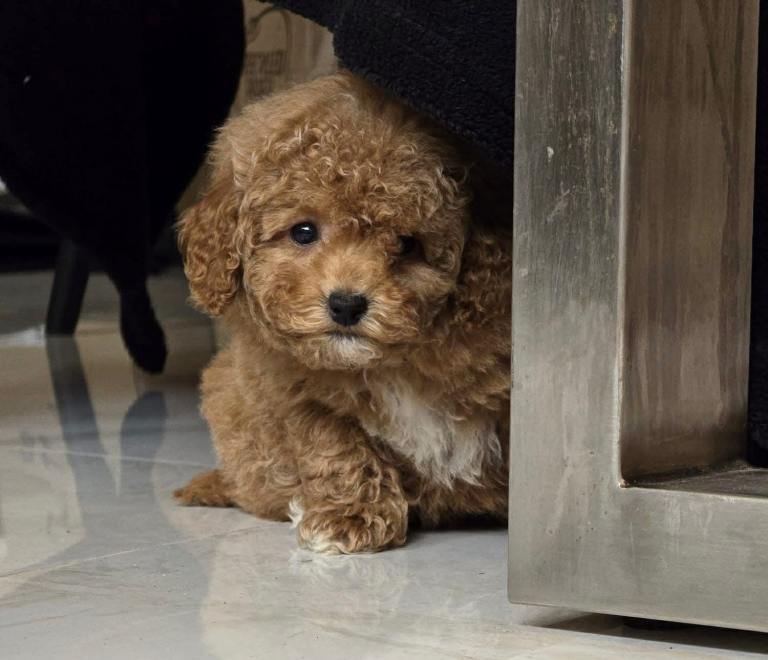 Cavapoo Puppies 