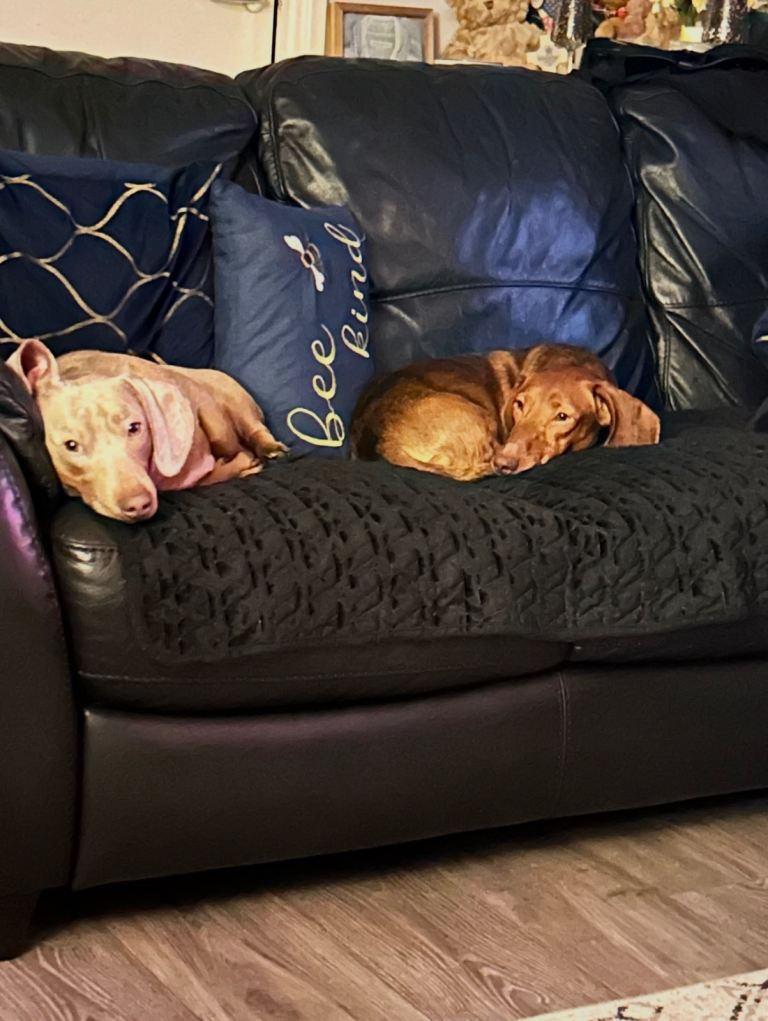 18month male dachshund 