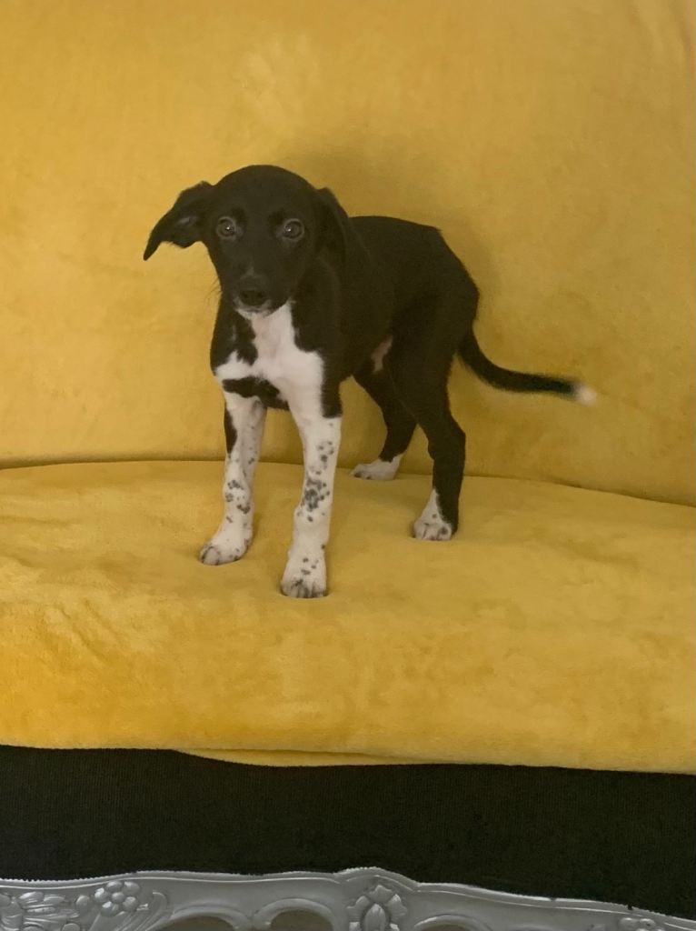 Only one girl left - Lurcher puppies, Bedlington, Whippet, Collie, Wheaton mix 