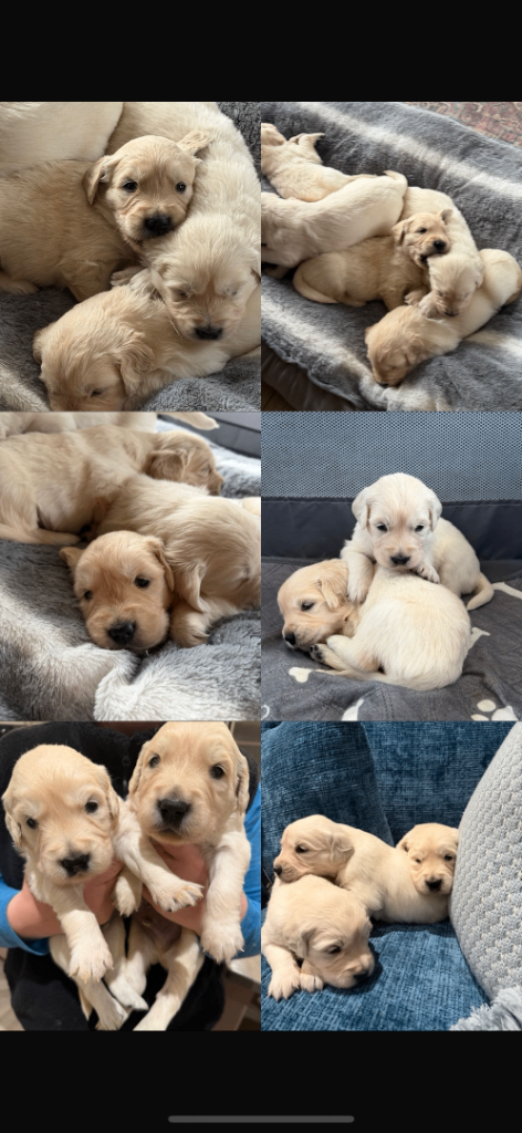 Golden Retriever puppies