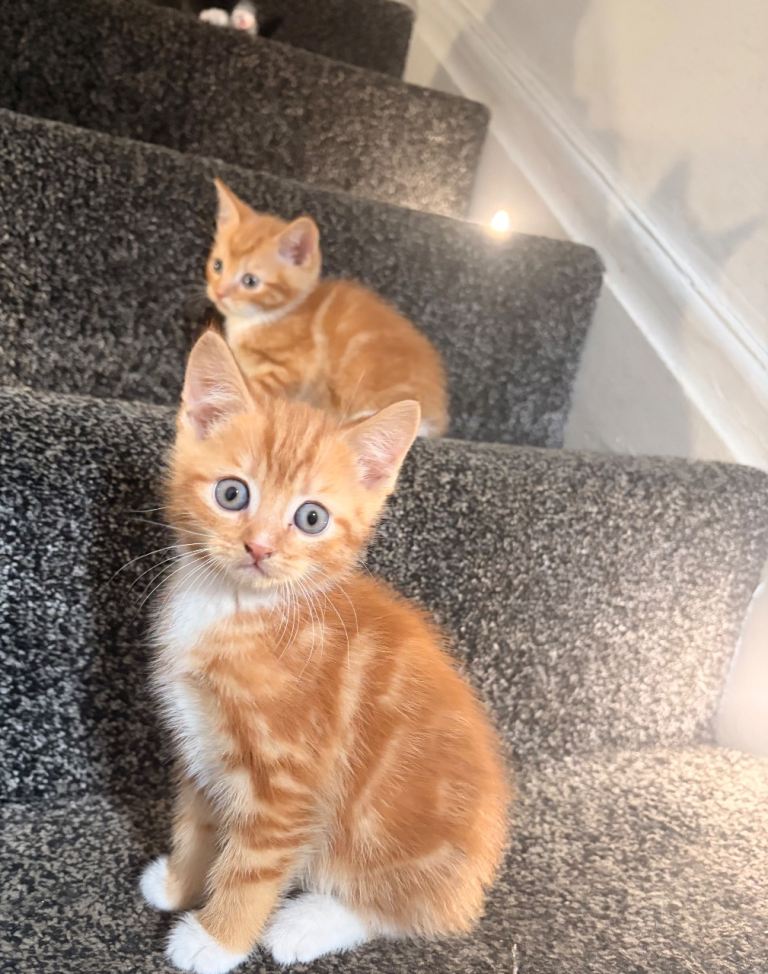 Kittens ready to leave🩷