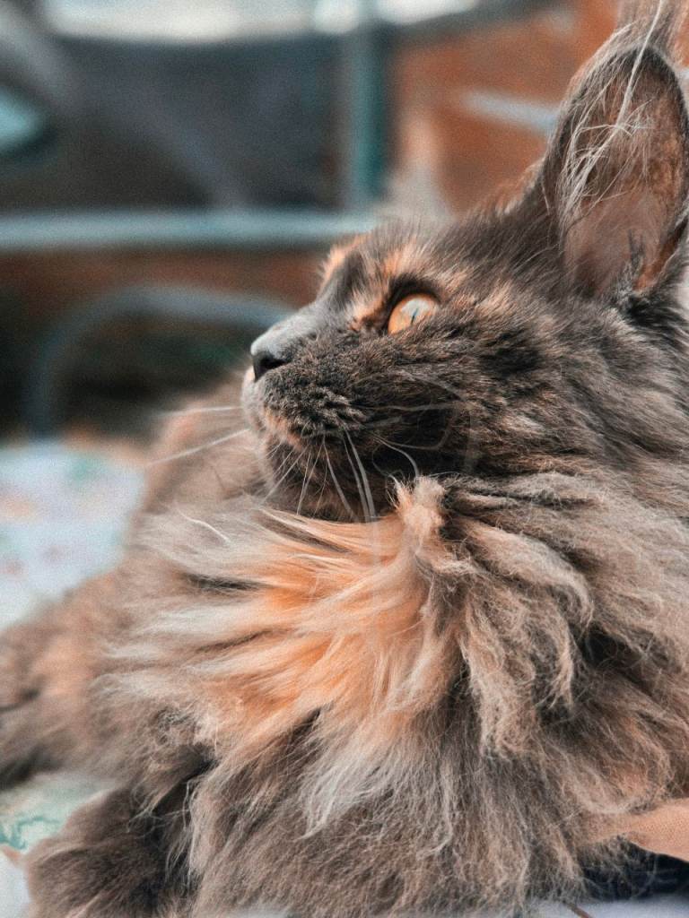 Beautiful 1-Year-Old Pedigree Maine Coon Female – Blue Tortie With full setup – heavy heart rehoming