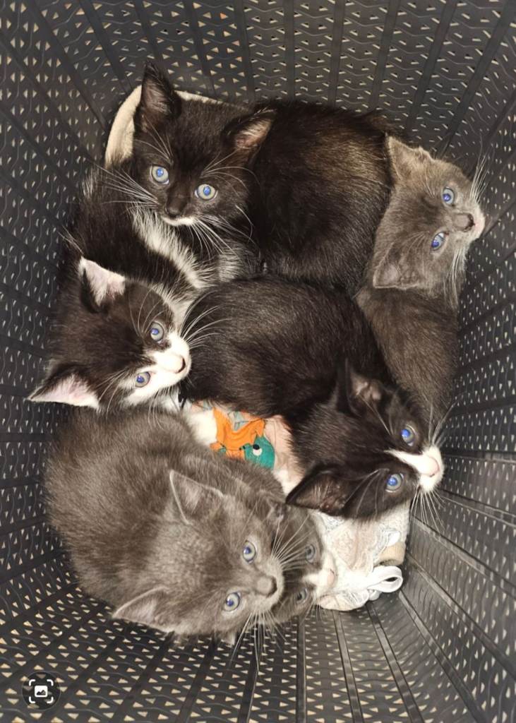 Kittens READY LEAVE NOW