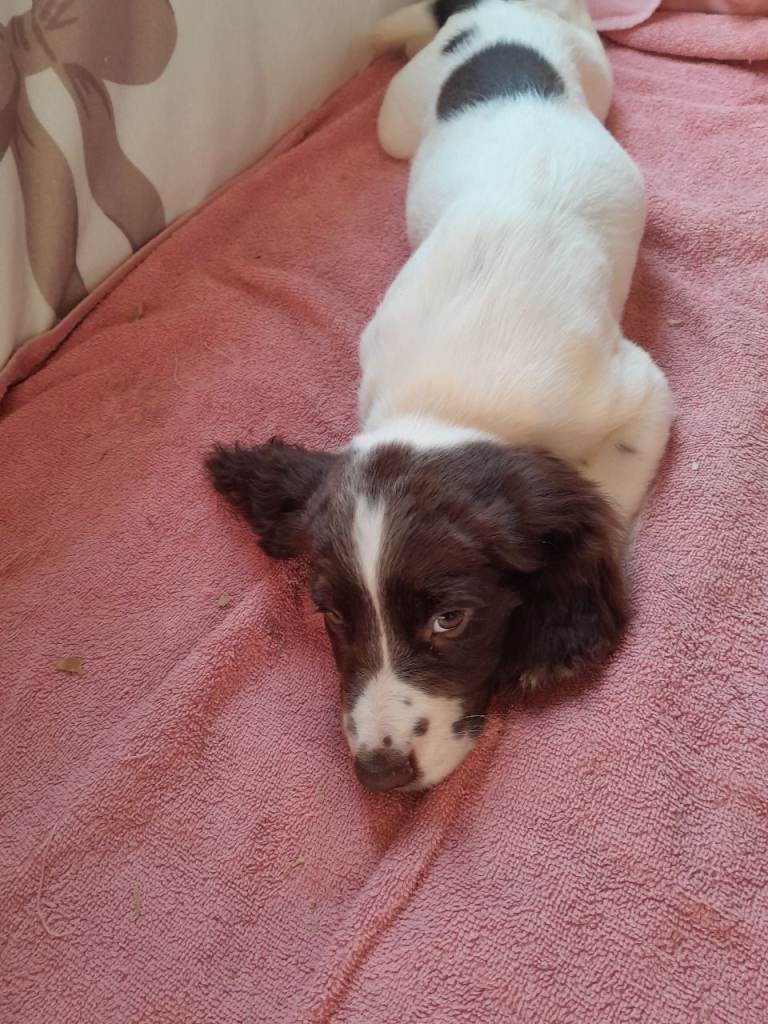 Sprocker puppies for sale 