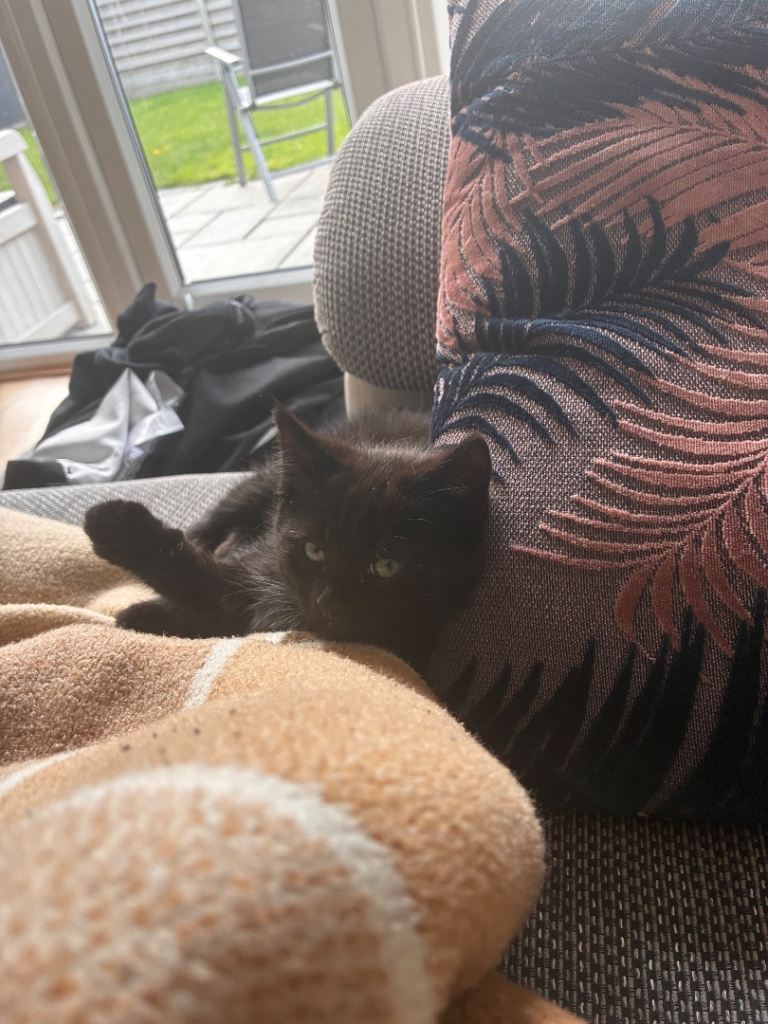 1 beautiful girl kitten