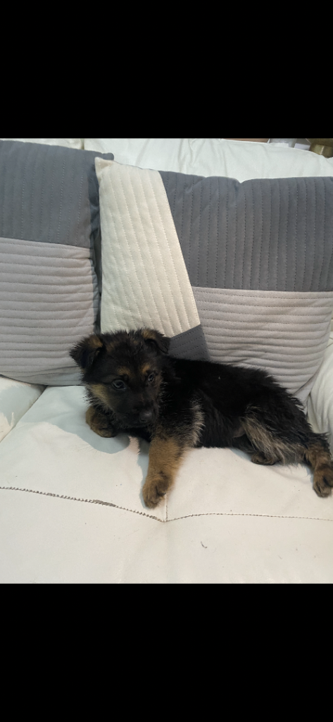 Pure German shepherd puppies 