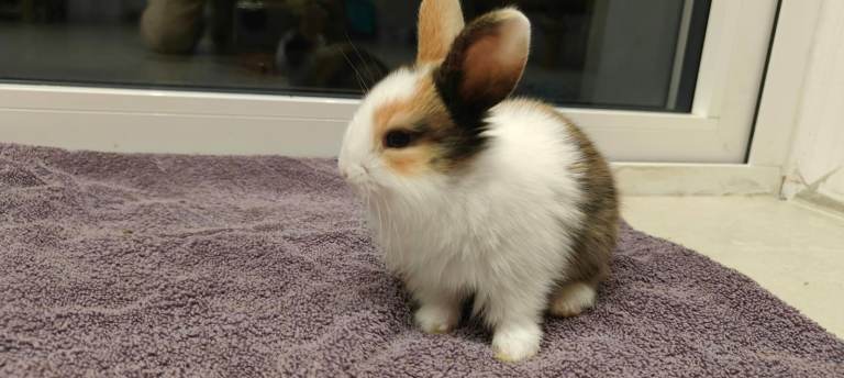 Gorgeous Baby Rabbits Looking for a Lovely Home | in Milton Keynes ...