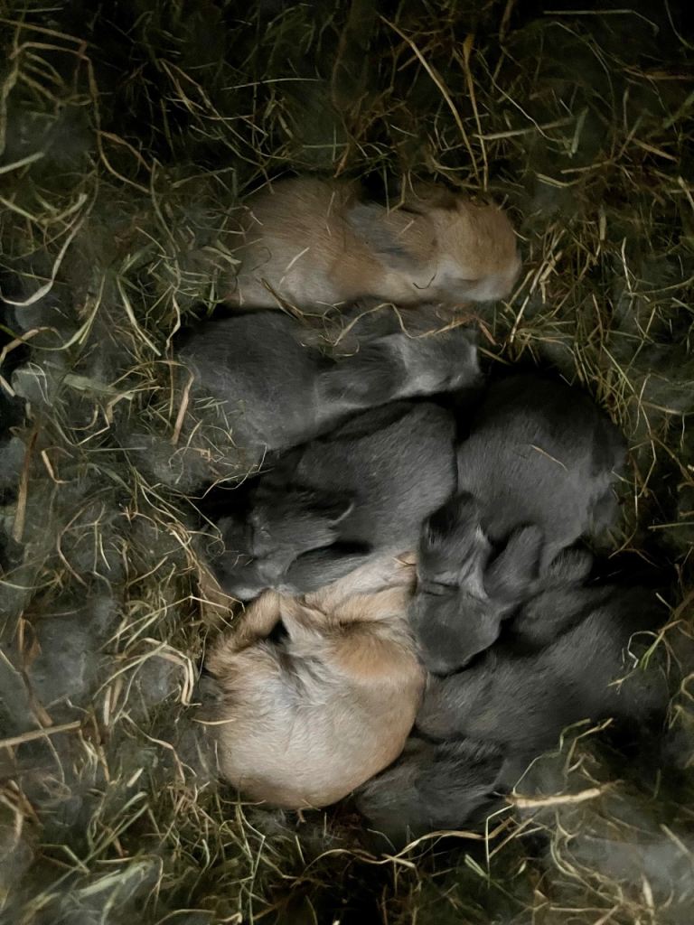 Adorable Lionhead Bunnies