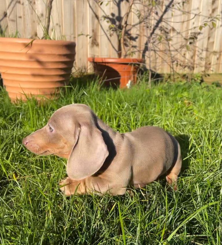 Miniature dachshund puppies Isabella and tan smoothhaired