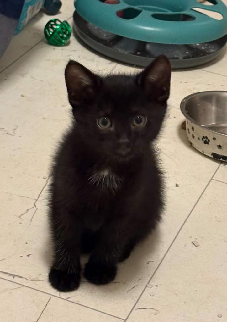 Kitten